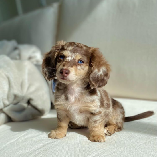 VINI (female)